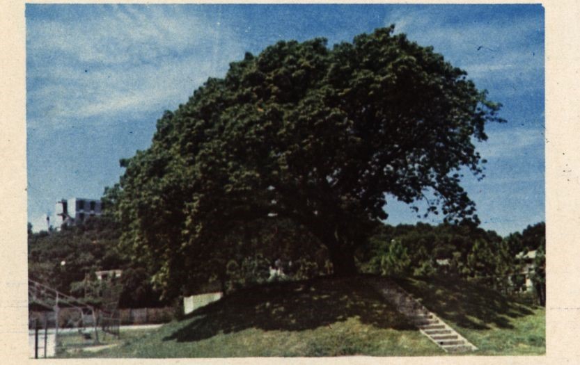 圖三　老大榕樹