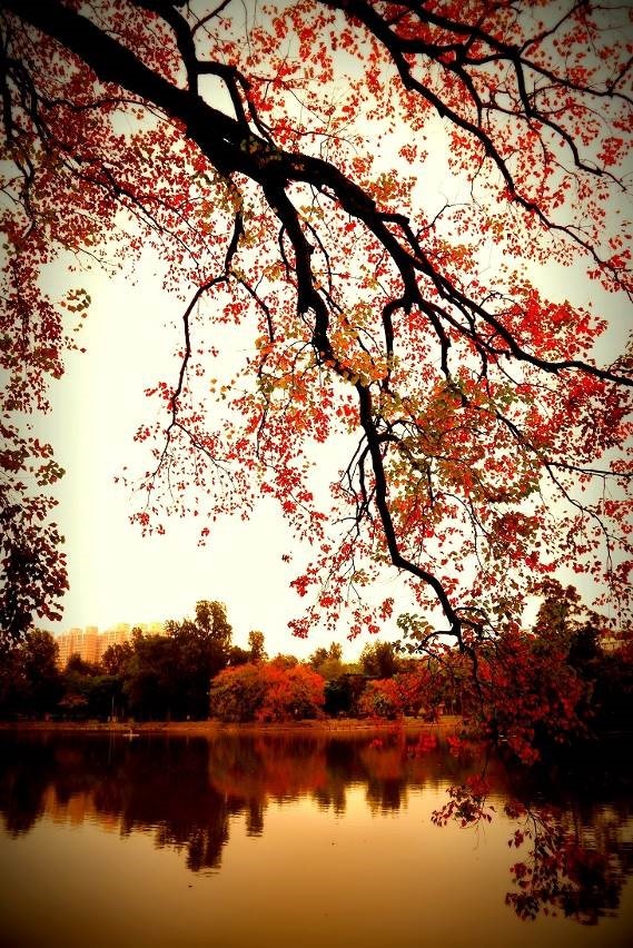 圖五  成功湖畔的烏桕，秋天葉子變紅，染紅了湖面