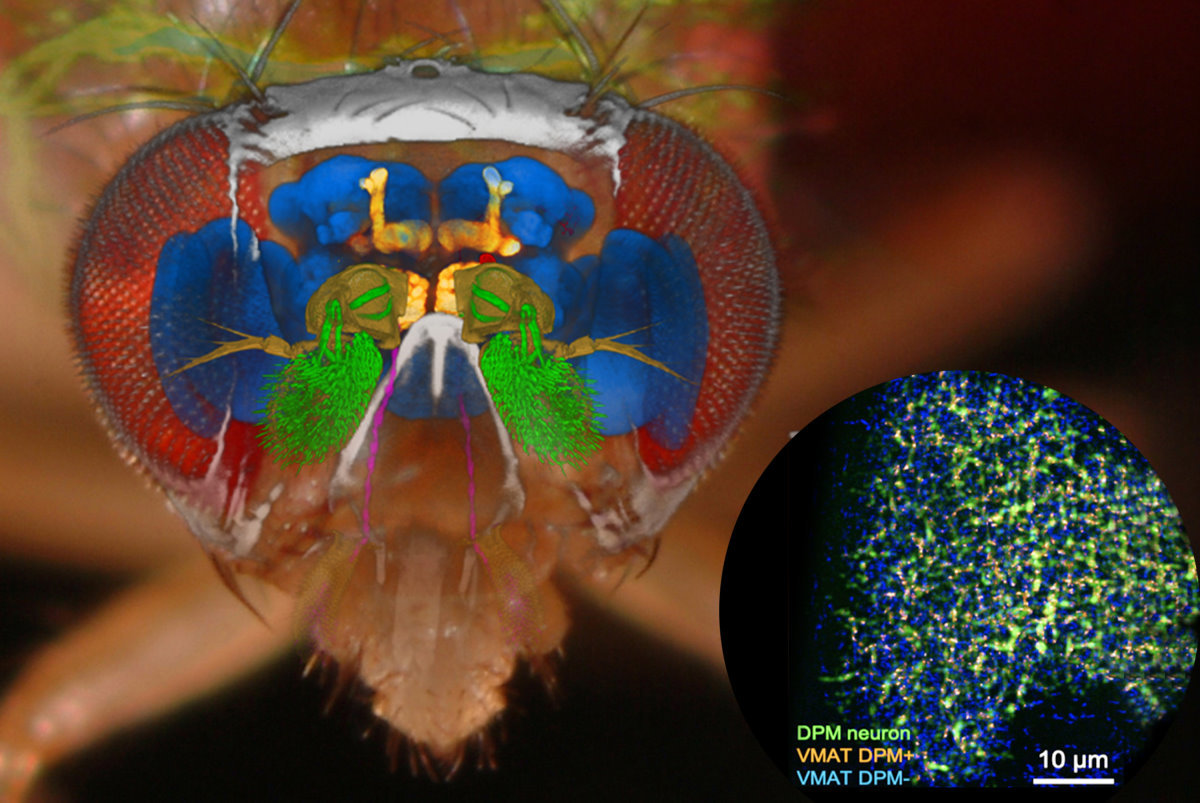 超解析顯微鏡問世 可看透果蠅全腦